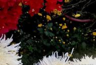 秋色三分 秋色三分